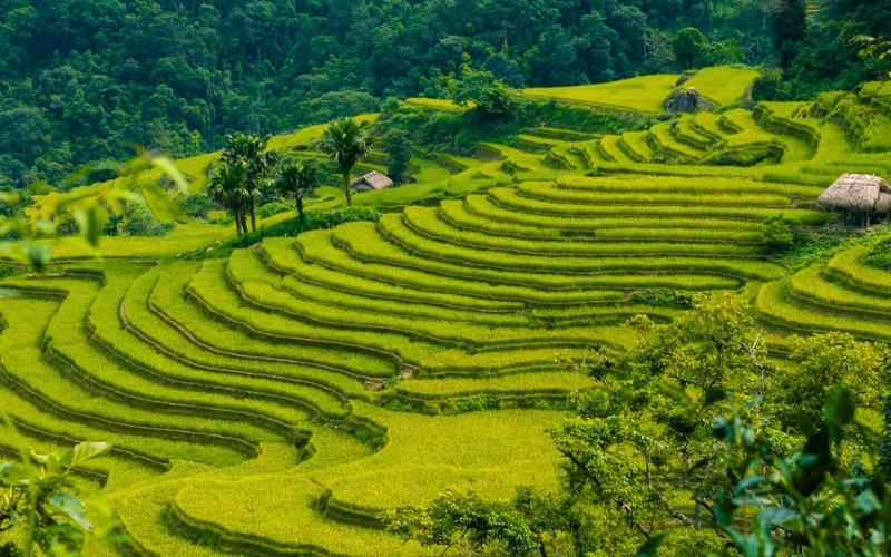 Printemps verdoyant à Ha Giang