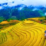 Rizière dorée à Mu Cang Chai