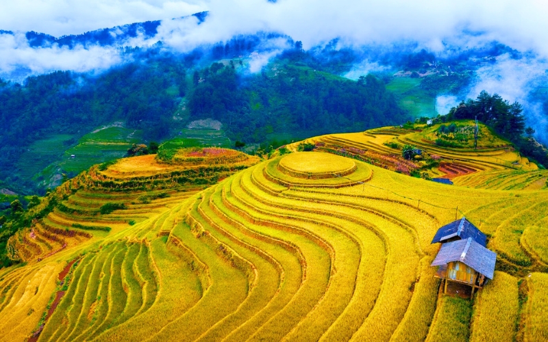 Rizière dorée à Mu Cang Chai