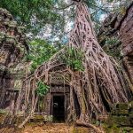 Ta Prohm Cambodge voyage