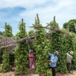 Chhloung-Cambodge-voyage