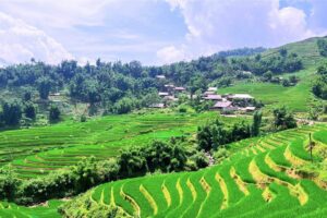 y linh ho lao chai ta van