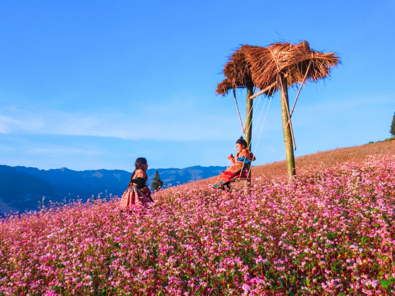 Ha Giang: Découvrez la beauté unique pendant la floraison des sarrasins