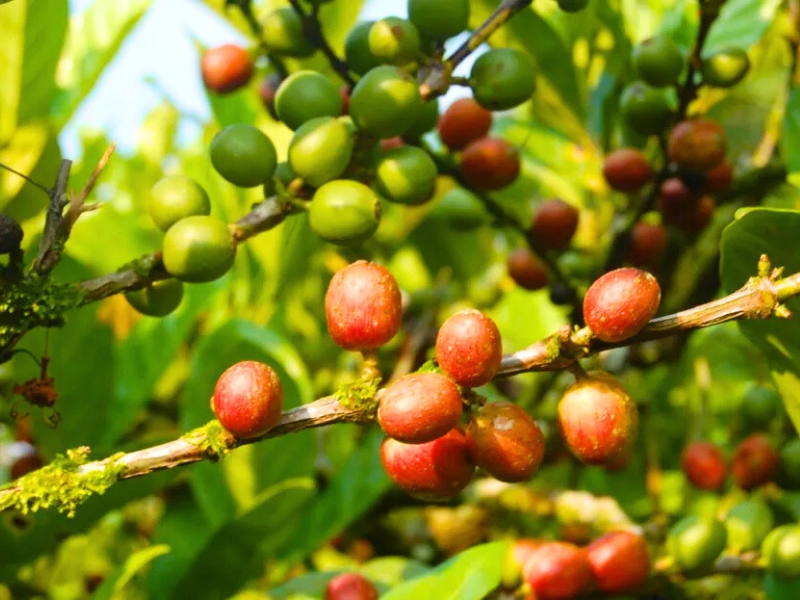 Ca phe mit : Un café rare du Vietnam qui séduit le monde