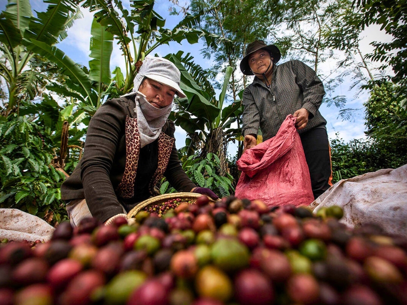 Le Vietnam, deuxième exportateur mondial de café, fait de cette culture un véritable emblème national.