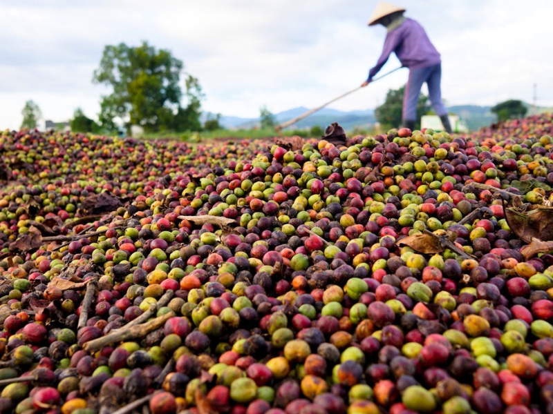 La faiblesse de cette méthode réside dans la qualité inégale des grains, souvent affectée par les conditions climatiques et la durée du séchage.