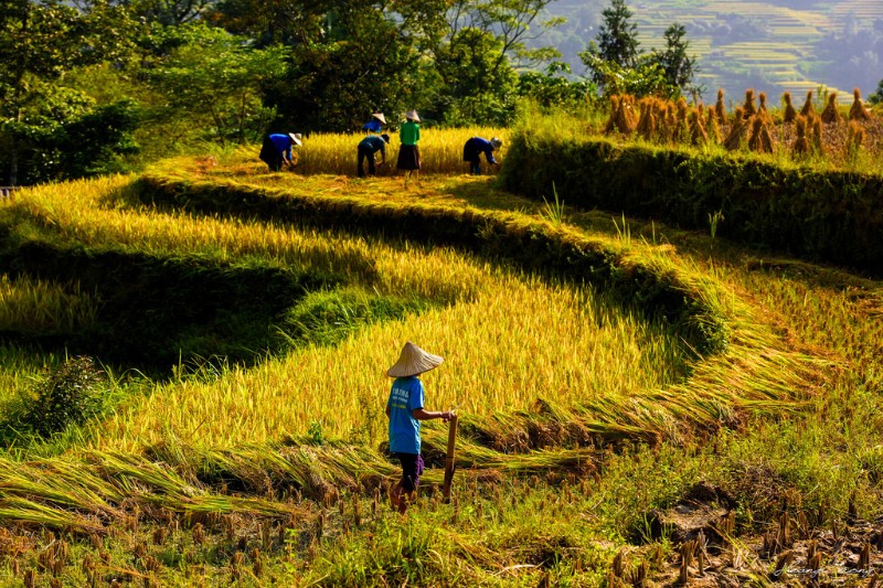 Les rizières du Vietnam