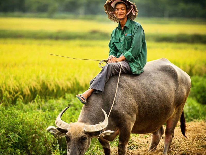 Die Rolle des Wasserbüffels im Leben der Vietnamesen