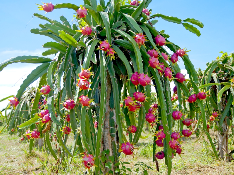 Top 10 exotische Früchte Vietnams, die Sie unbedingt probieren sollten