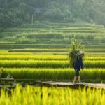 ban-hang-eo-ken-pu-luong