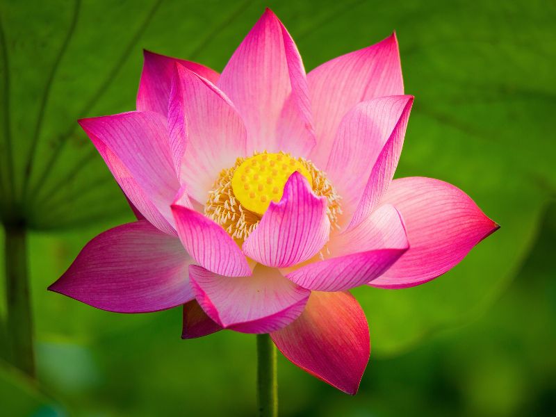 Vietnamesischer Lotus: Ein Symbol für Kultur und jahrtausendealte visuelle Künste